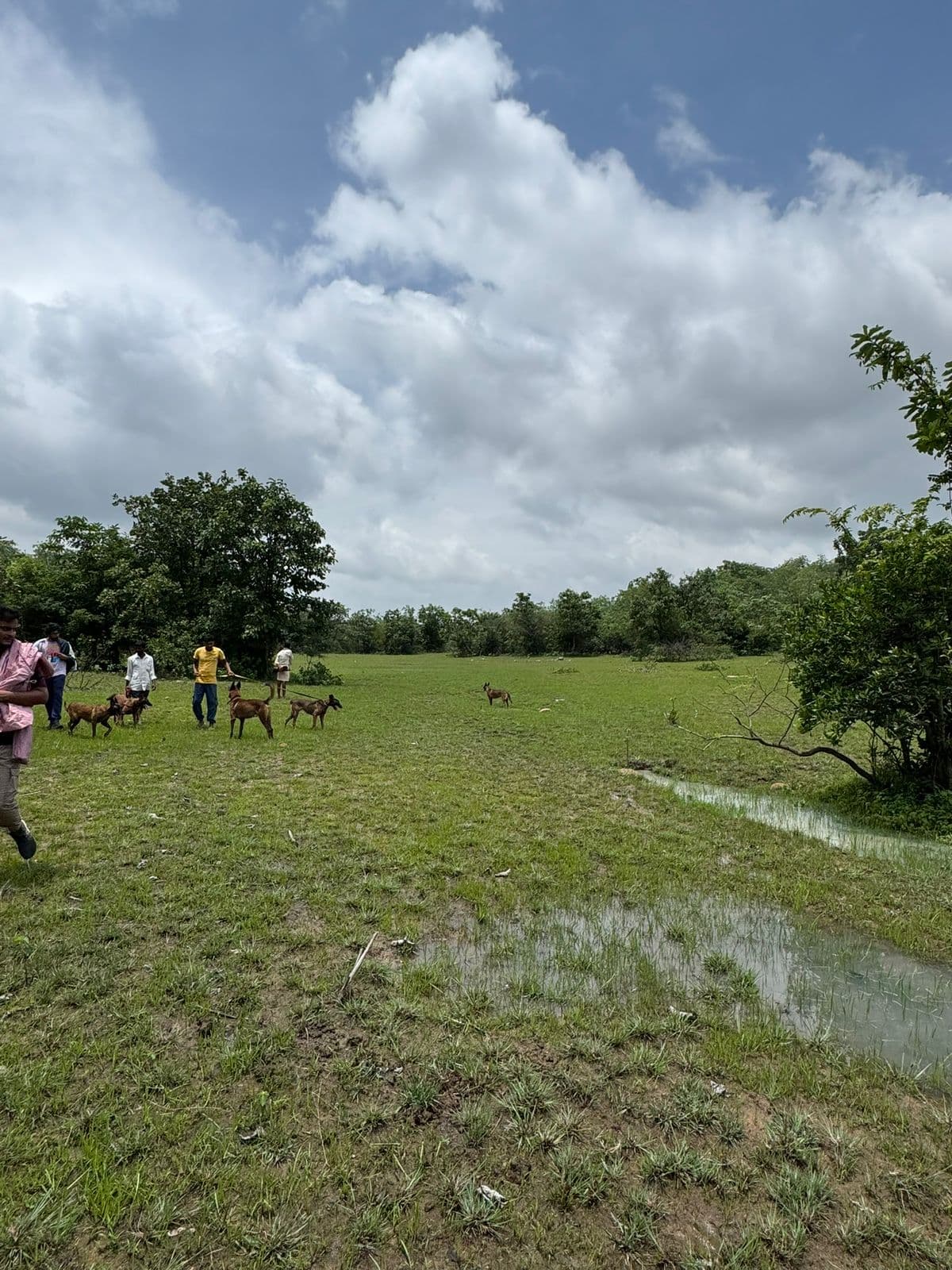 Forest Lore special view gallery photo 28