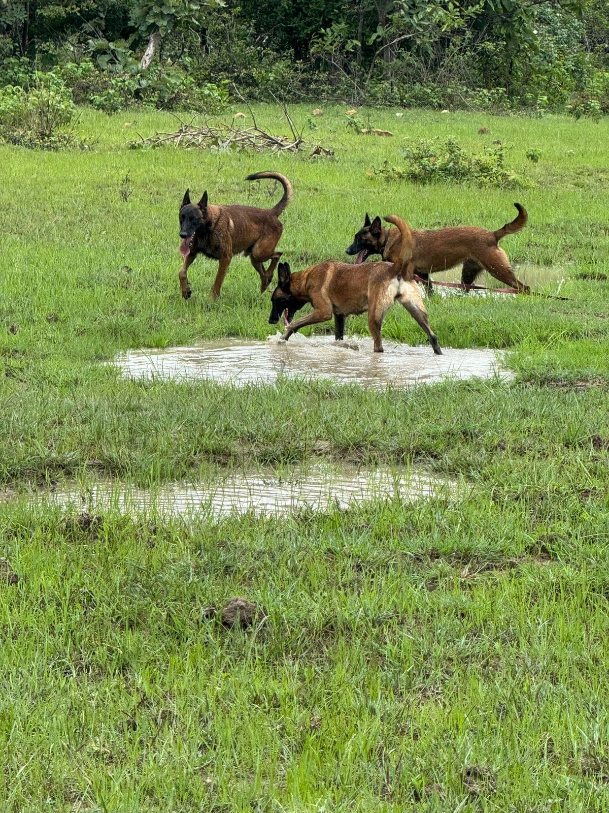 Forest Lore special view gallery photo 34